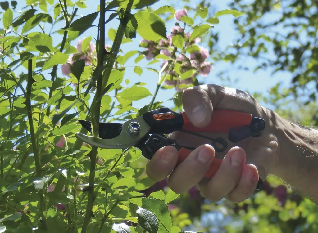 Damengartenschere "Königin der Rosen"