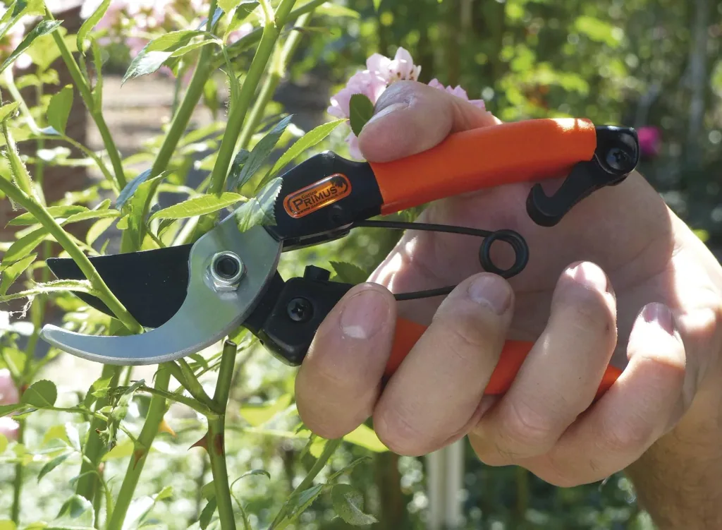 Damengartenschere "Königin der Rosen"