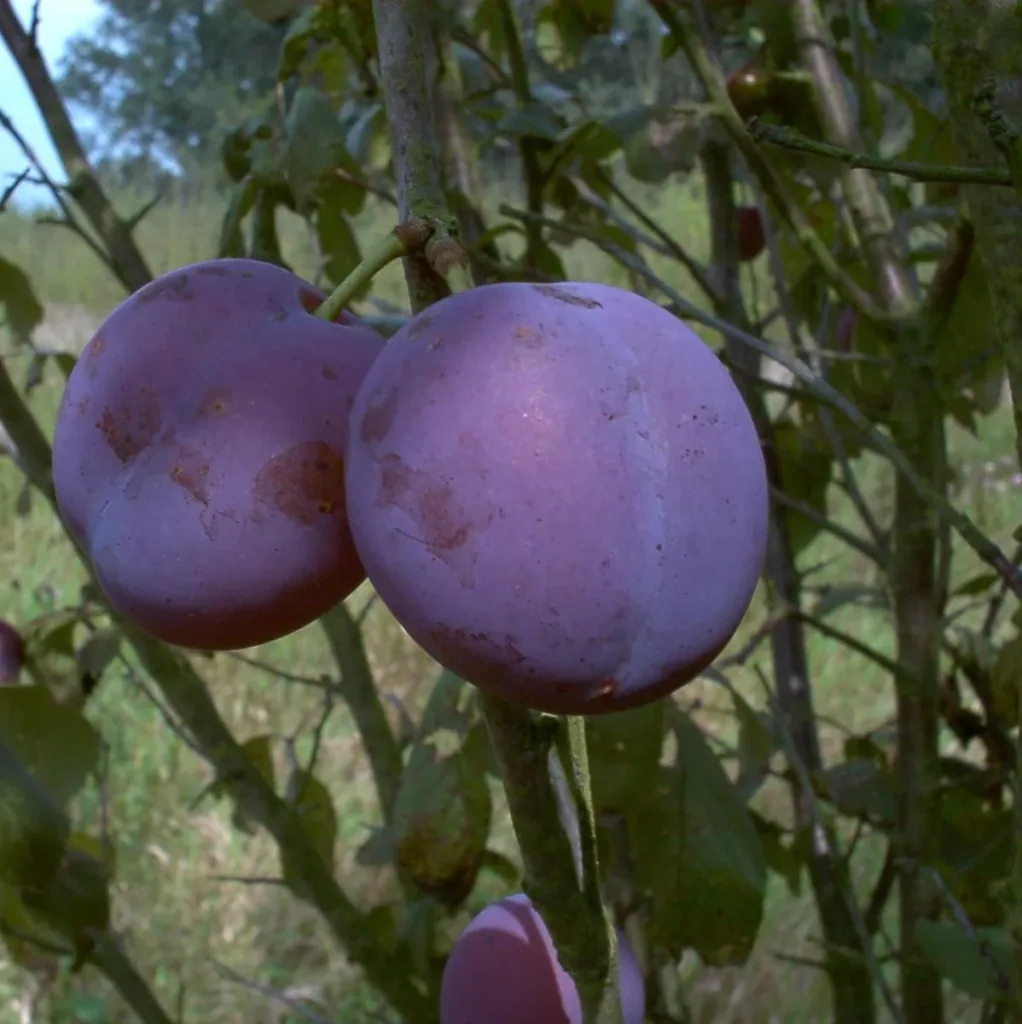 Pflaume 'Bühler Frühzwetsche' (Prunus domestica) – winterhartes Obstgehölz, als Busch, im 10-L-Container