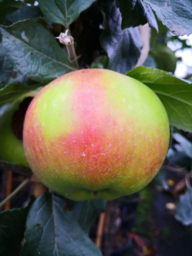 Apfel 'Jakob Lebel' (Malus domestica) – winterhartes Obstgehölz, als Busch, im 5-L-Container