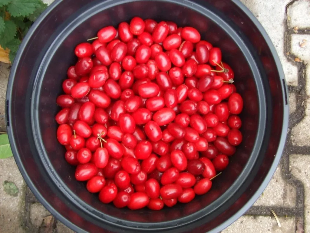 Kornelkirsche 'Jolico' (Cornus mas) – winterhartes Wildobstgehölz, im 5-L-Container