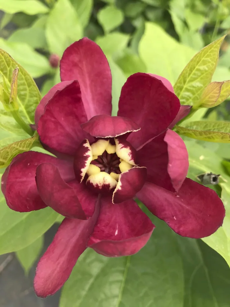 Gewürzstrauch Aphrodite - Calycanthus raulstonii - 7.5 L 60-80 cm
