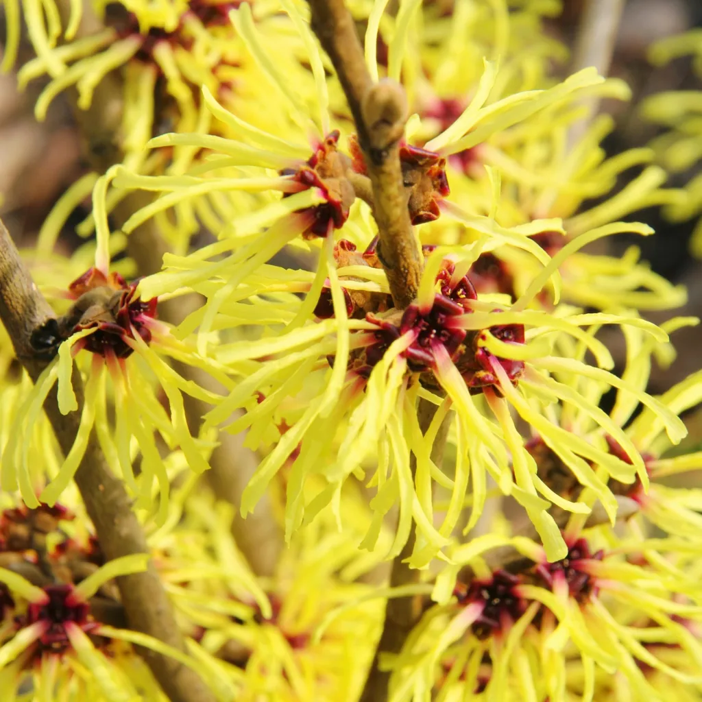 Zaubernuss Westerstede - Hamamelis intermedia - 4 L Topf 40-60 cm