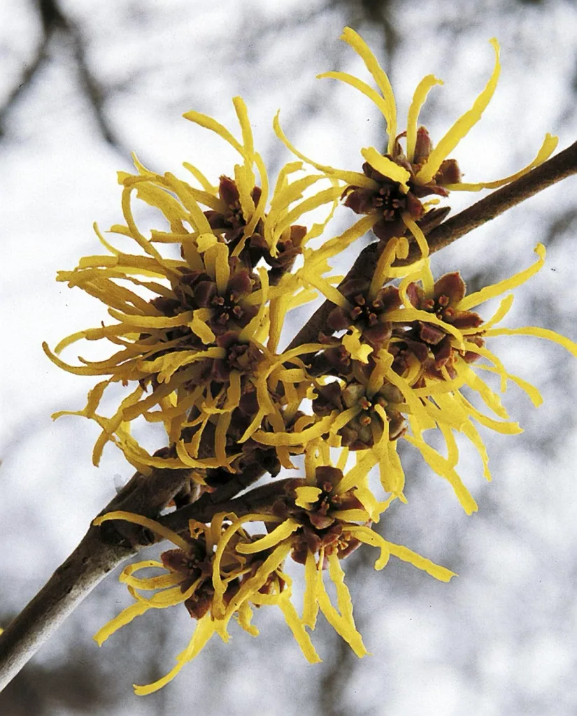 Zaubernuss Westerstede - Hamamelis intermedia - 4 L Topf 40-60 cm