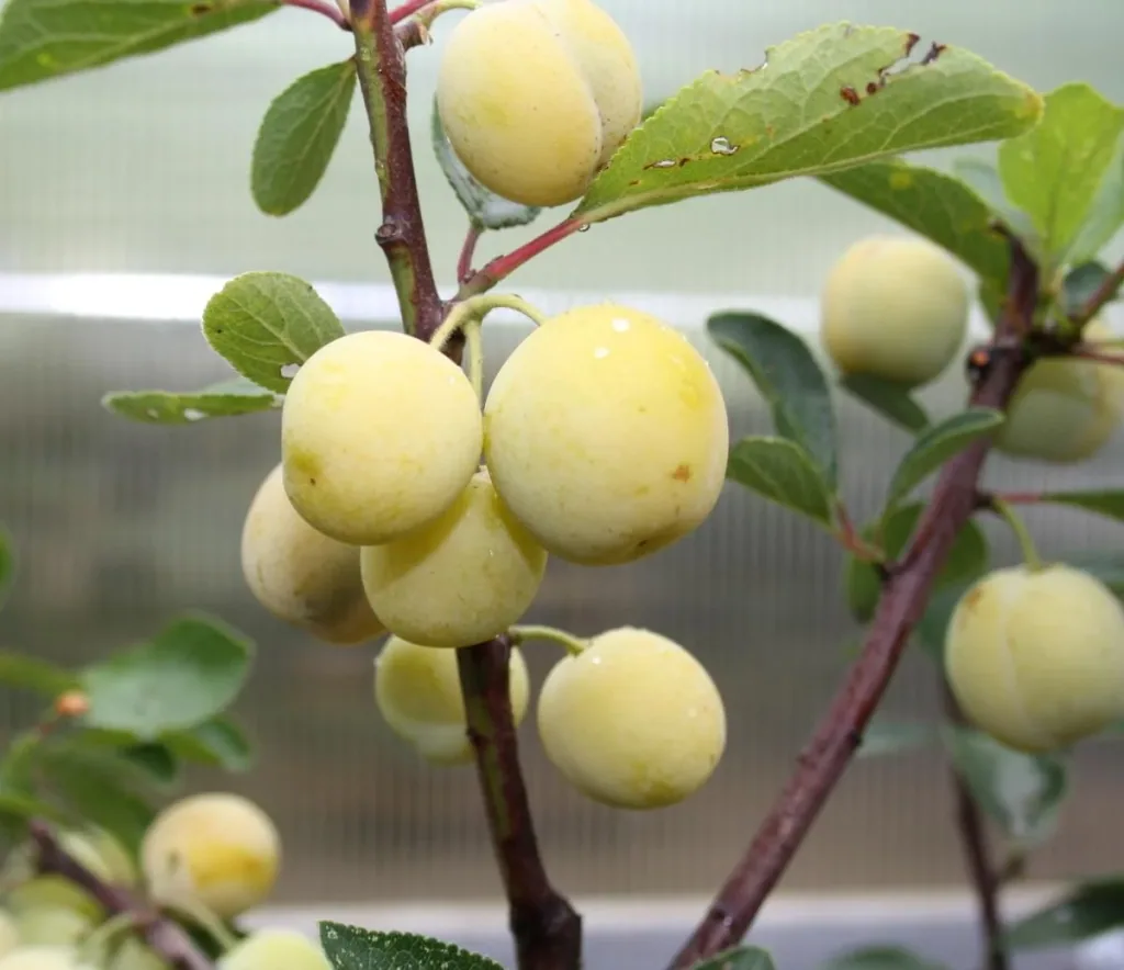 Mirabelle "Nancy Mirabelle" Busch, im 10L-Container, süß und aromatisch, guter Geschmack
