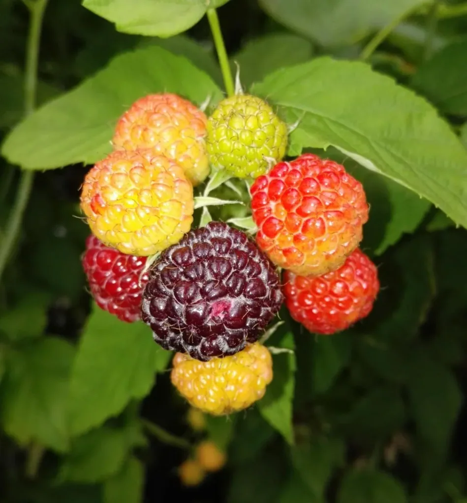 Himbeere 'Glen Coe' (Rubus idaeus) – winterharte Beerenobst-Pflanze, im 3,5-L-Container