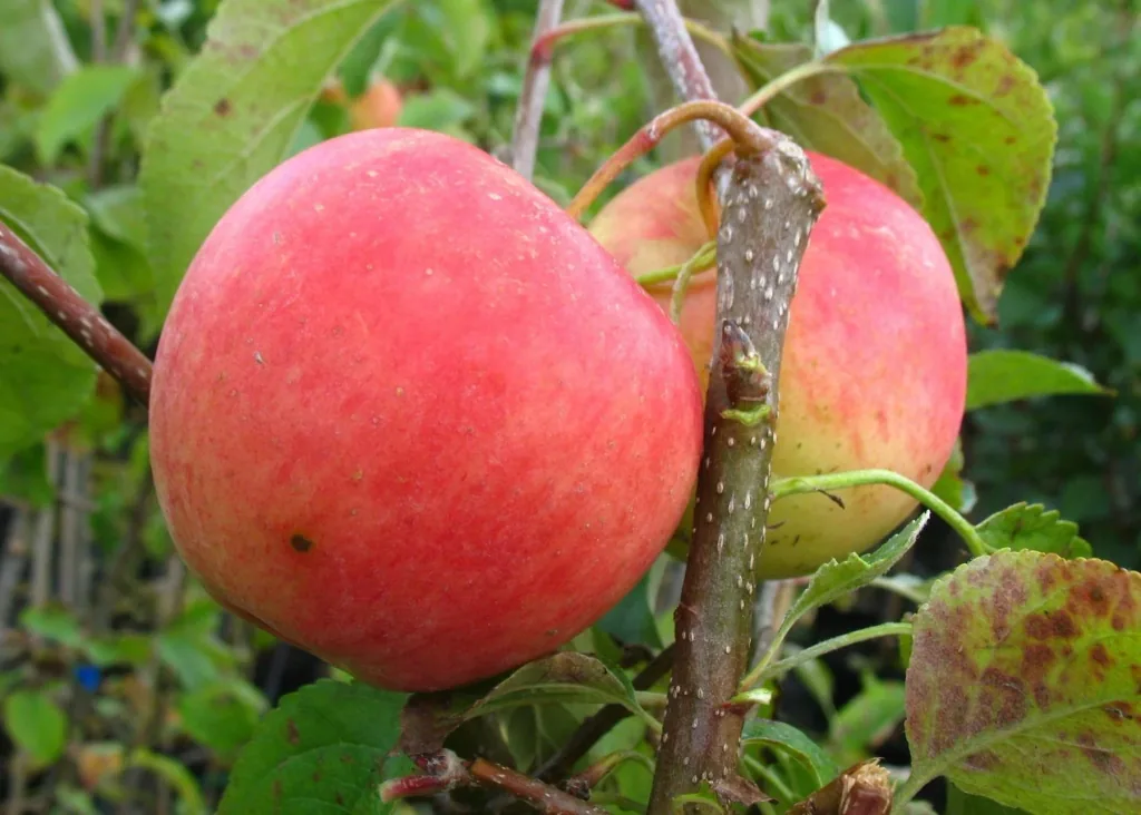 Apfel 'Pinova' (Malus domestica) – winterhartes Obstgehölz, als Halbstamm, im 10-L-Container
