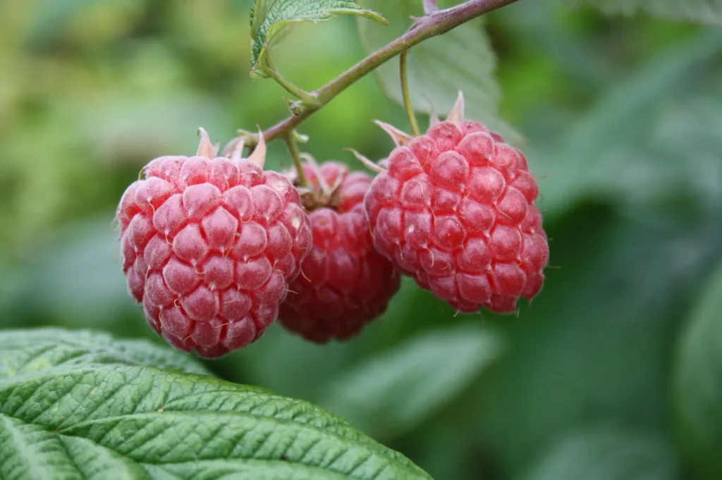 Himbeere 'Malling Promise' (Rubus idaeus) – winterharte Beerenobst-Pflanze, im 2,5-L-Container