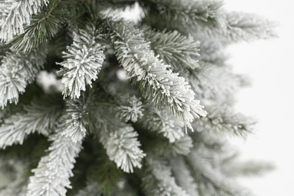 Weihnachtsbaum Cedar Kiefer Frost 150 cm