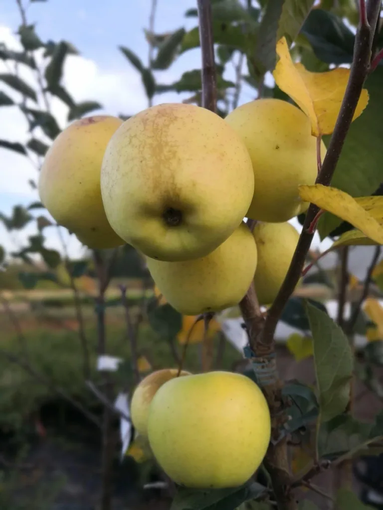 Apfel "Golden Delicious" Busch, im 10L-Container