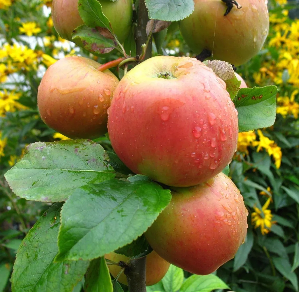 Apfel 'Goldparmäne' (Malus domestica) – winterhartes Obstgehölz, als Spindelbusch, im 5-L-Container