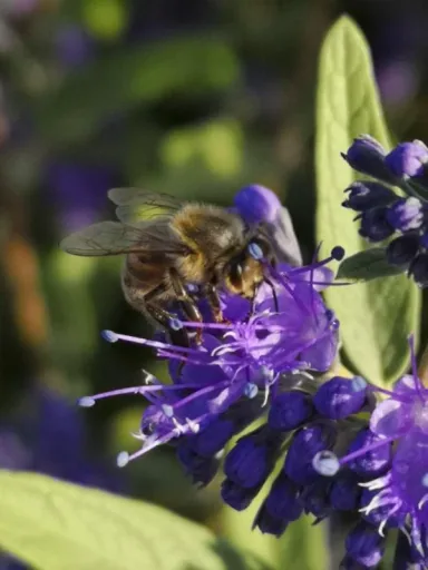 Bartblume Heavenly Blue - Caryopteris clandonensis - 7.5 L Topf 40-60 cm