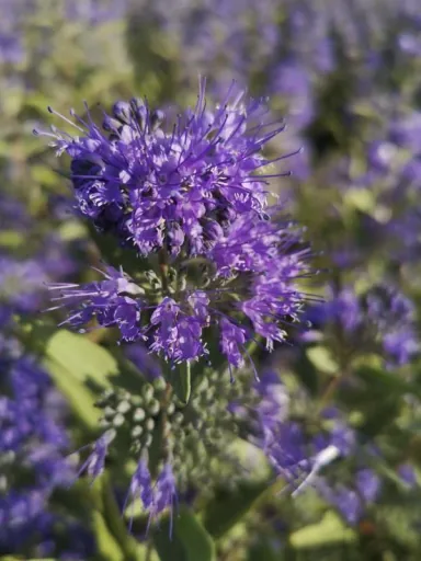 Bartblume Heavenly Blue - Caryopteris clandonensis - 7.5 L Topf 40-60 cm
