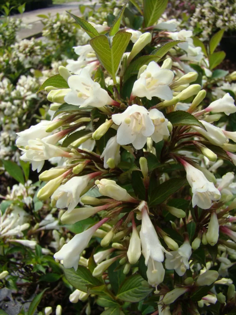 Zwergweigelie 'Black and White' (Weigela) – winterharter Blütenstrauch, 7,5-L-Topf, Höhe ca. 30 cm