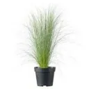 Flower-up 4er Set Stipa Pferdeschwanz Federgras - 40-50 cm - Wintergrün