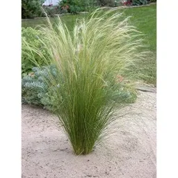 Flower-up 4er Set Stipa Pferdeschwanz Federgras - 40-50 cm - Wintergrün