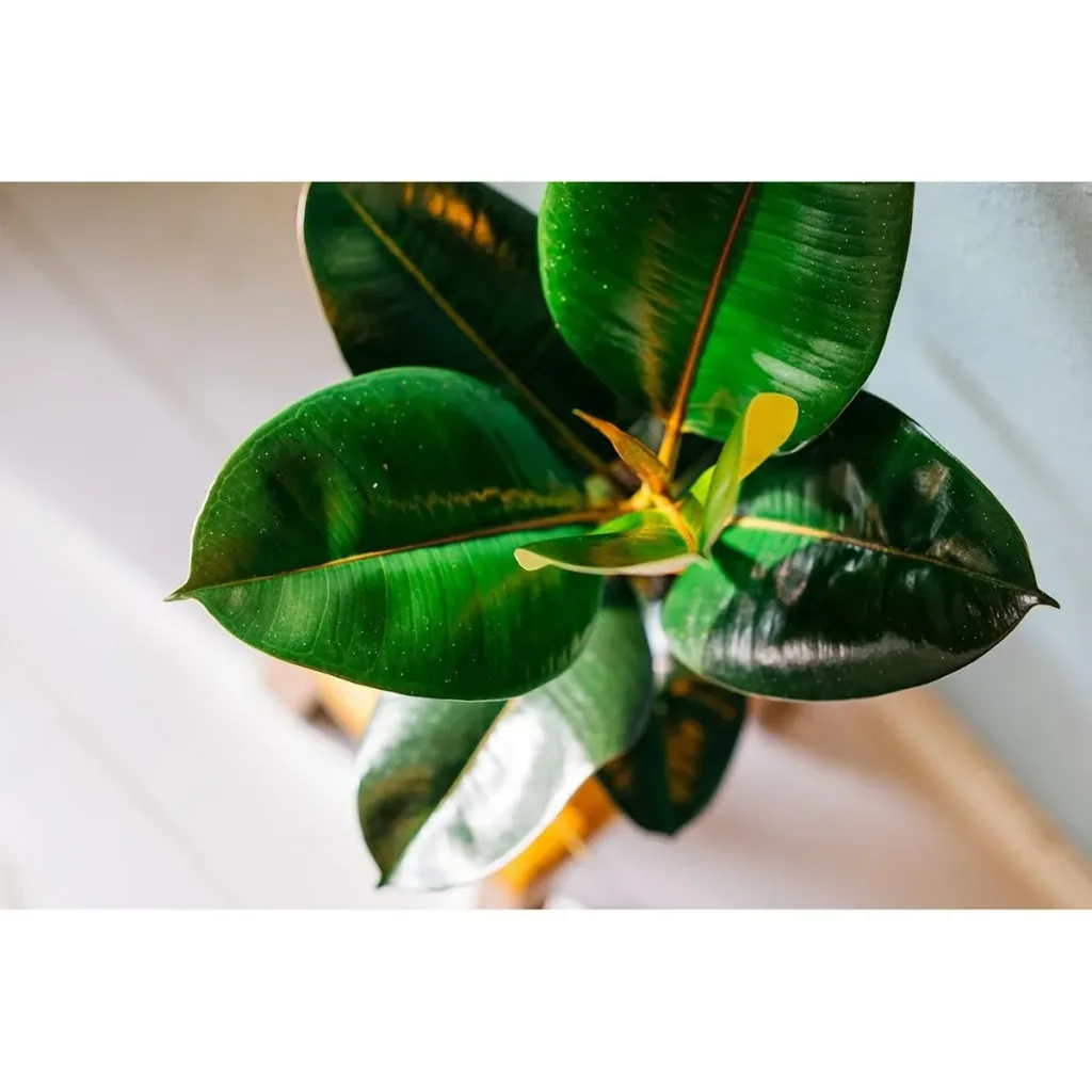 Aufblühender Gummibaum - Ficus Elastica Robusta - Groß - 50-60Cm - 2 Stück