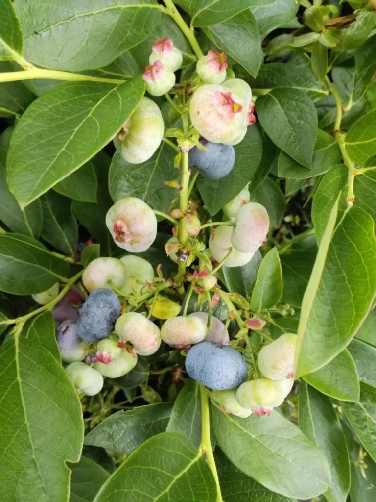 Garten-Heidelbeere 'Chandler' (Vaccinium corymbosum) – winterharte Beerenobst-Pflanze, im 3,5-L-Container