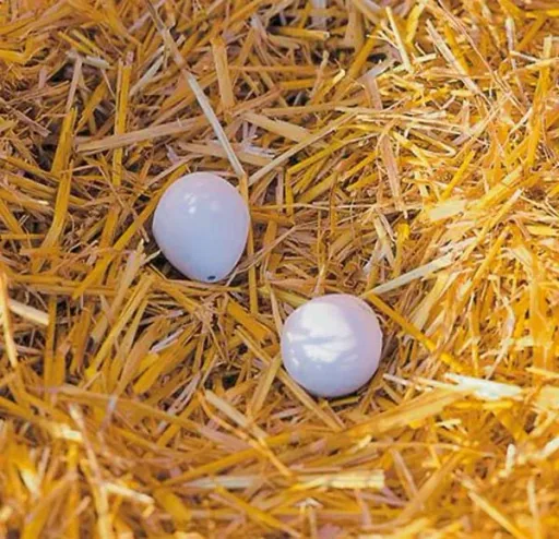 Nesteier aus Ton, für Hühner, 2 Stück - die perfekte Täuschung