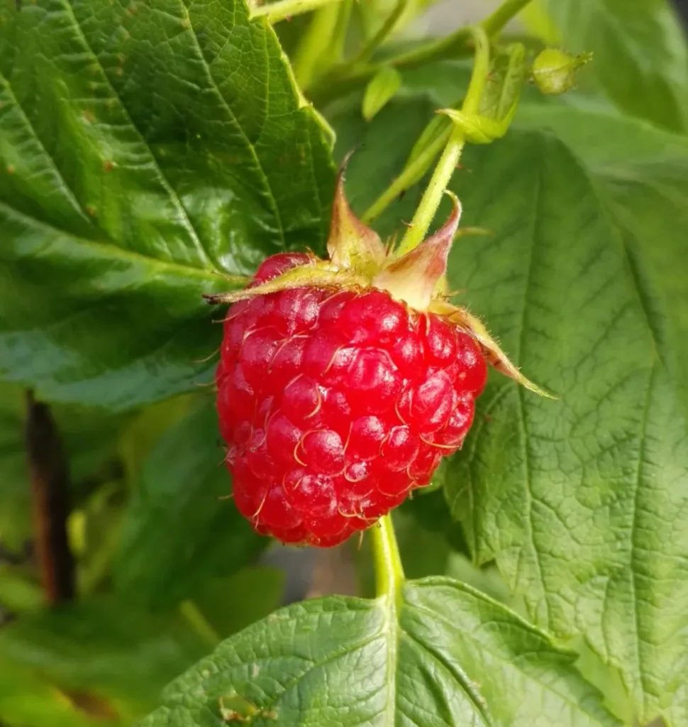 Himbeere 'Aroma Queen' (Rubus idaeus) – winterharte Beerenobst-Pflanze, im 2,5-L-Container