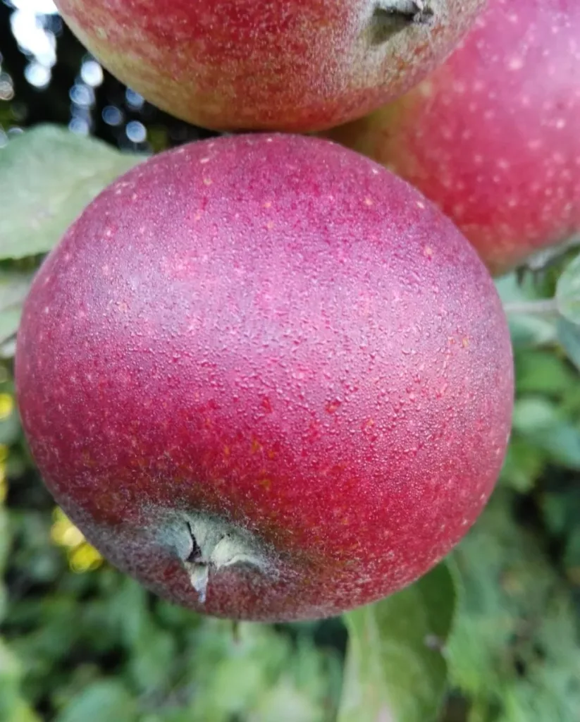 Apfel 'Ingrid Marie' (Malus domestica) – winterhartes Obstgehölz, als Busch, im 10-L-Container
