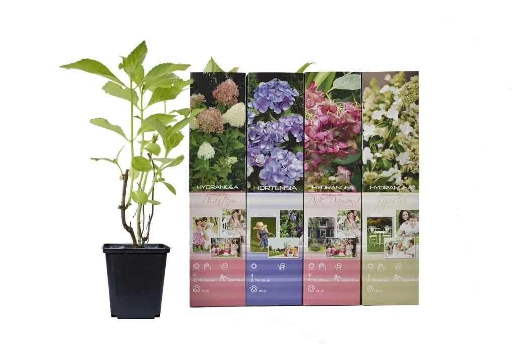 Hortensie 4er-Set (Hydrangea) – winterharter Blütenstrauch, Höhe ca. 30–40 cm