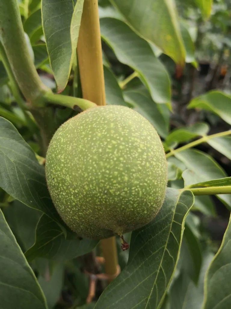 Walnuss 'Lara' (Juglans regia) – winterharter Obstbaum, im 10-L-Container