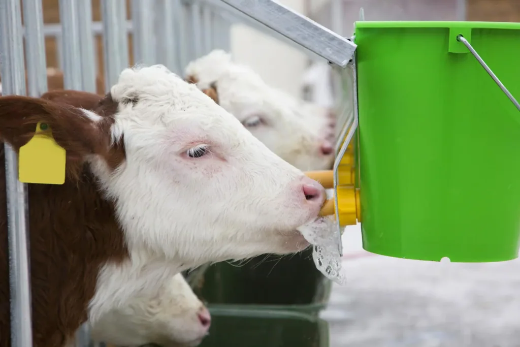 Hygiene Tränkeeimer mit Klapp-Ventil für Kälber