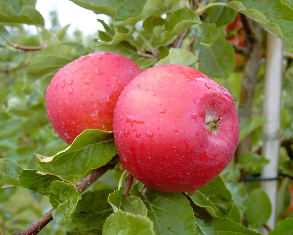 Apfel 'Santana' (Malus domestica) – winterhartes Obstgehölz, als Busch, im 10-L-Container