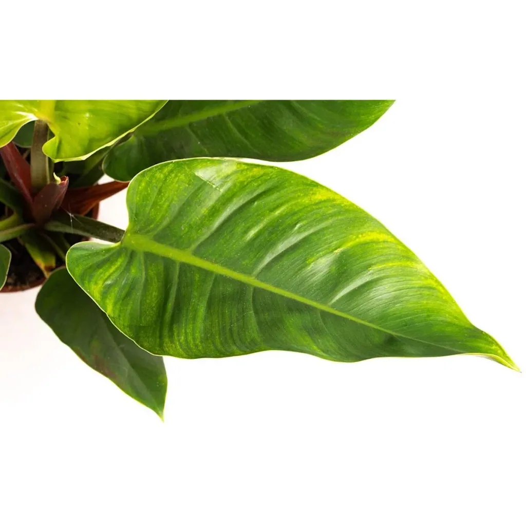 Aufblühender Philondendron Imperial Grün Groß - 50-60cm - 1 Stück