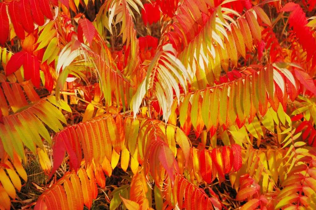 Essigbaum Rhus typhina - 7.5 L Topf 80-100 cm