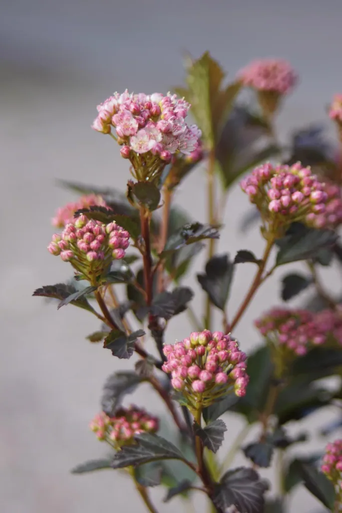 Fasanenspiere Tiny Wine - Physocarpus opulifolius (Proven Winners) - 7.5 L Topf 60-80 cm
