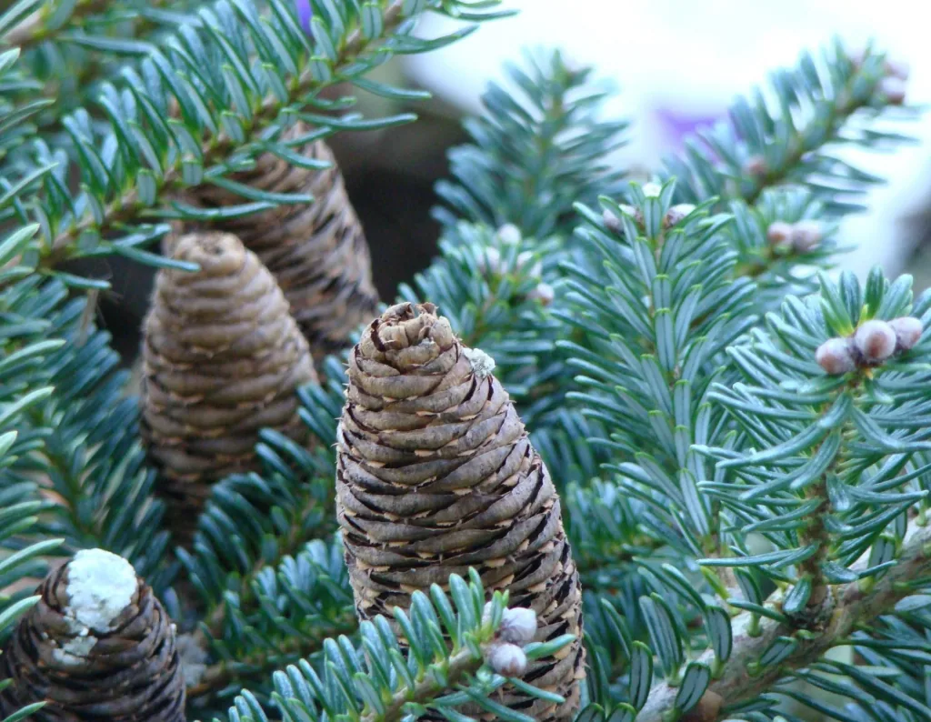 Veredelte Koreatanne Blue Emperor - Abies koreana - Solitär 80-100 cm