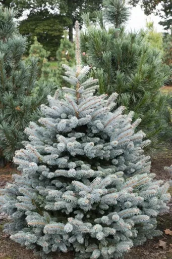 Veredelte Koreatanne Blue Emperor - Abies koreana - Solitär 80-100 cm