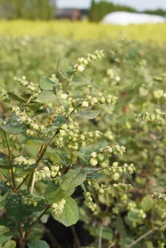 Schneebeere, Symphoricarpos door. "Magical Galaxy'", 4,6 Liter Topf, 50-60 cm hoch, 3er-Set