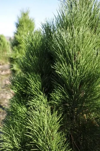 Schwarzkiefer Green Tower - Pinus nigra - Solitär mit Ballen 125-150 cm