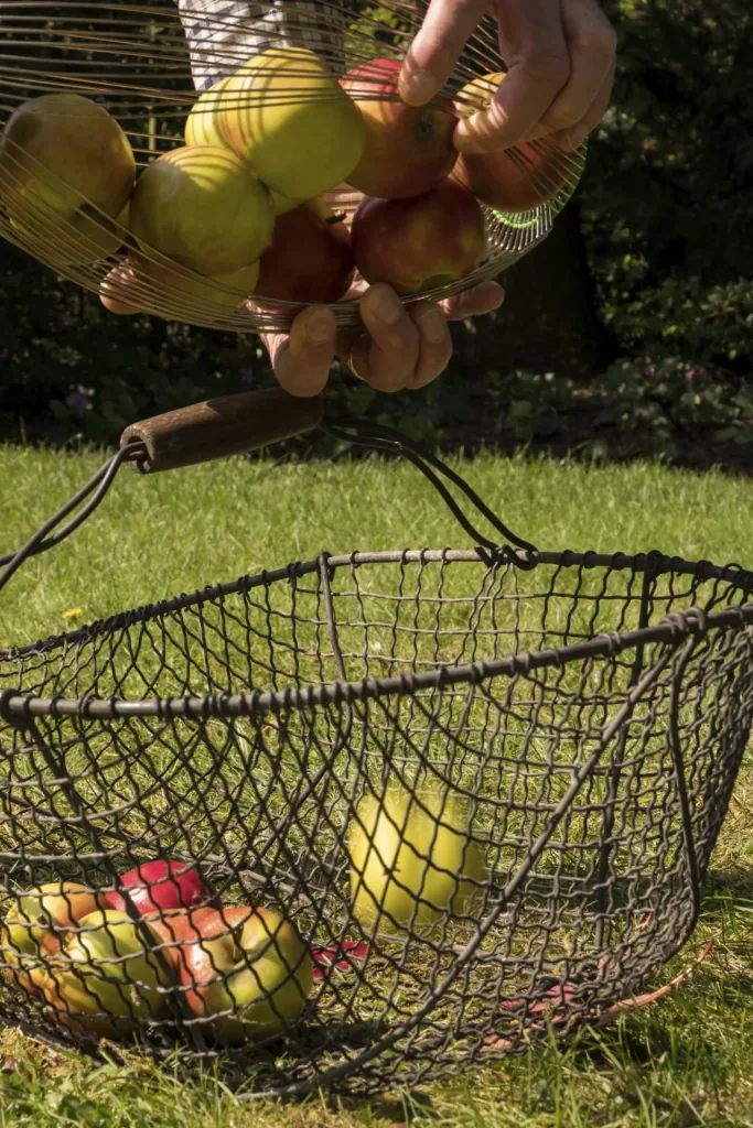 Nuss- und Obstsammler