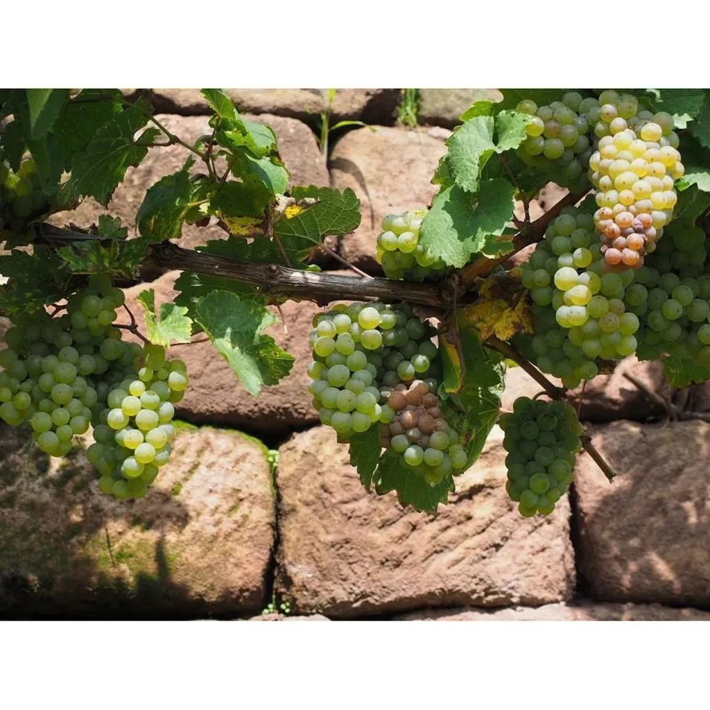 Flower-up Grapevines - 2 Stück - Weißes Weinreben-Set (1x Weiß 'Aurore', 1x Weiß 'Sauvignon')