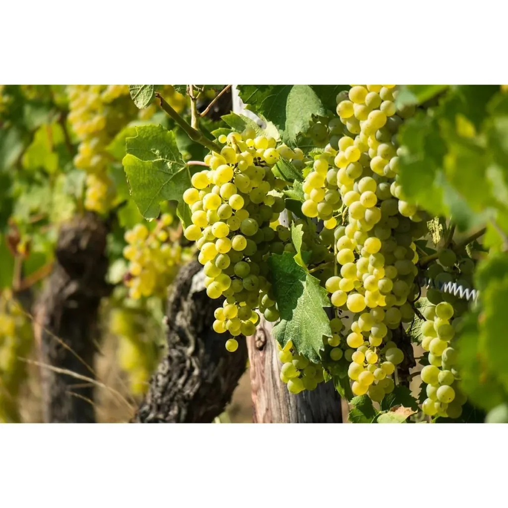 Flower-up Grapevines - 2 Stück - Weißes Weinreben-Set (1x Weiß 'Aurore', 1x Weiß 'Sauvignon')