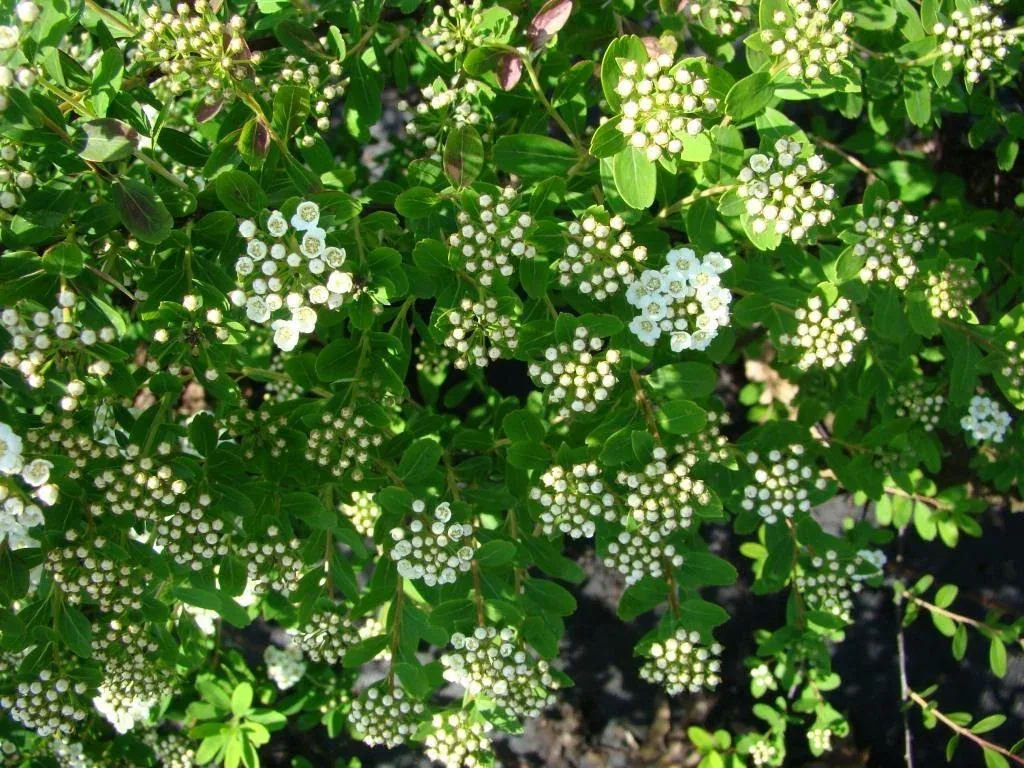 Strauchspiere Snowmound - Spiraea nipponica - 7.5 L Topf 80-100 cm