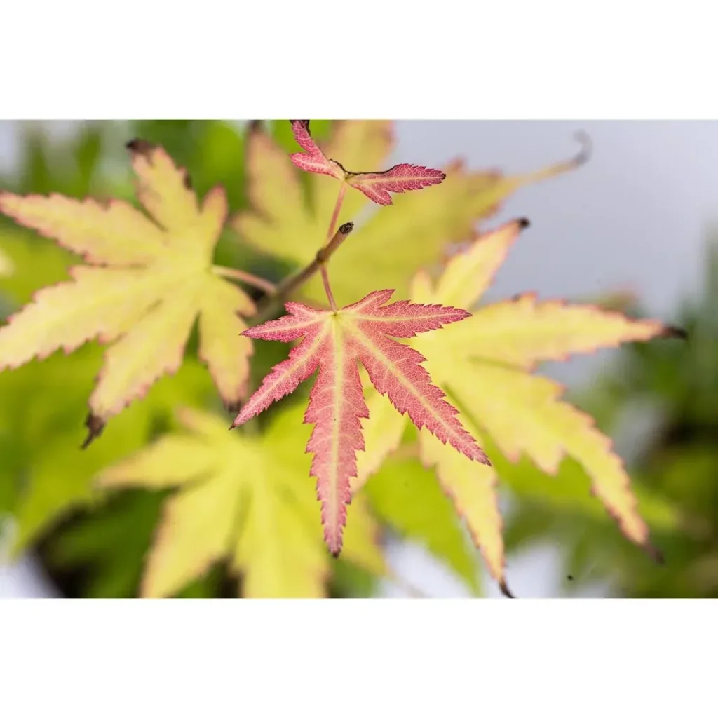 Blühende Acer gemischt Satz -von 4 Jap