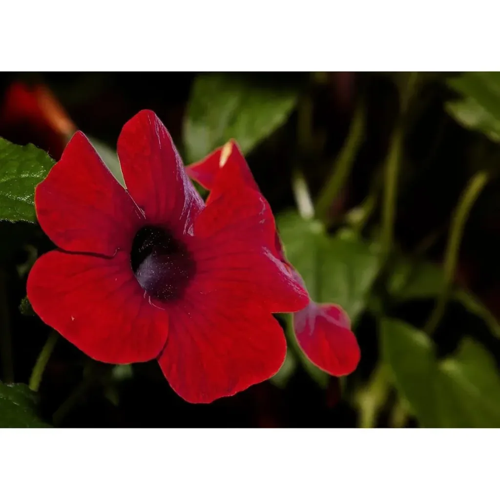 Blühendes Thunbergia-Set - 3 Stück - 30-38 cm