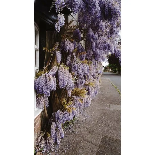 Flower-up Wisteria Pflanzen - 3 Stück - 30-38Cm