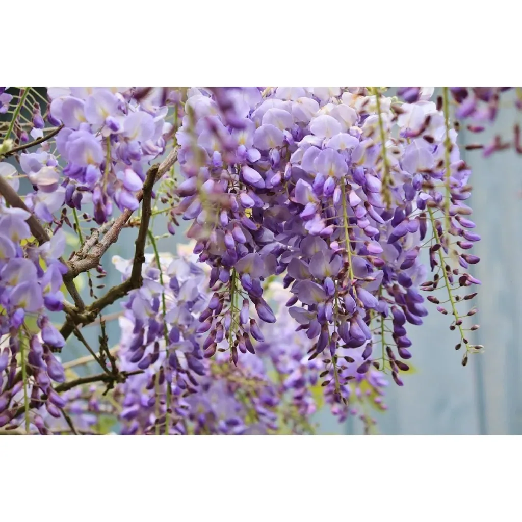 Flower-up Wisteria Pflanzen - 3 Stück - 30-38Cm