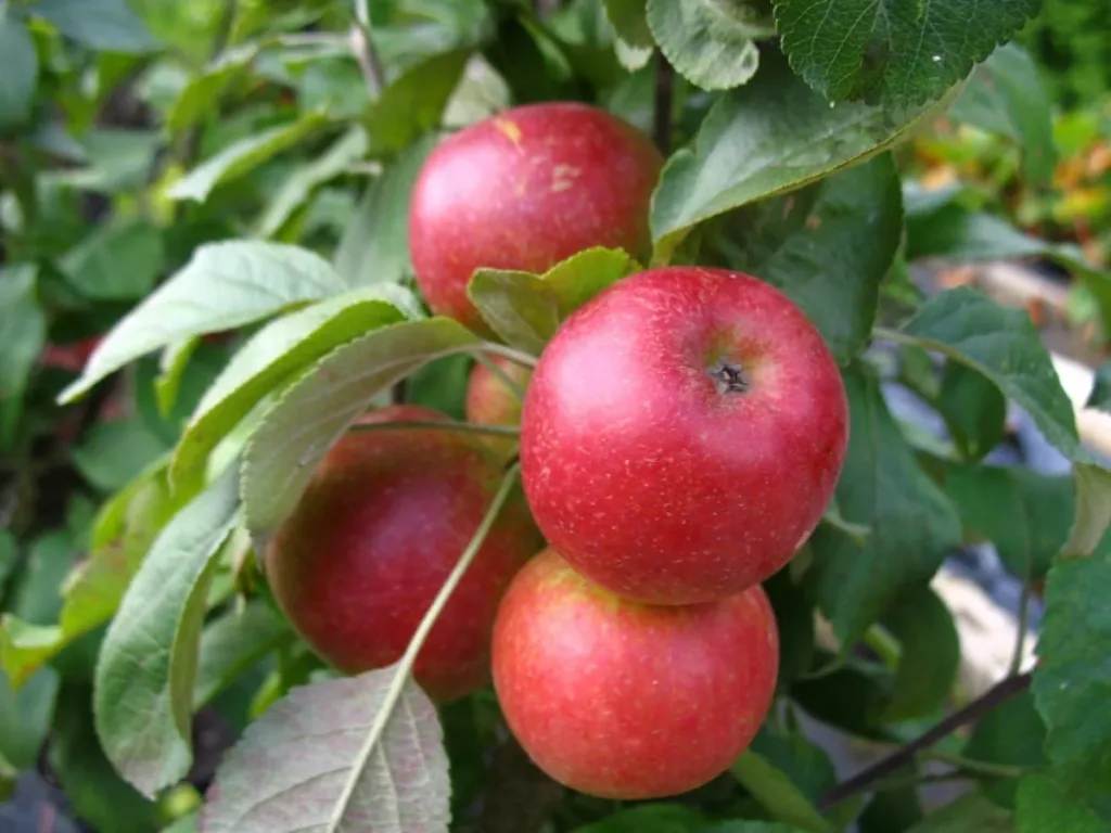 Säulenapfel "1a-plant Jarle", 7,5L-Container, Knackig, saftig und aromatisch