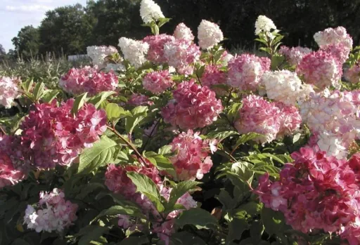 Rispenhortensie Vanille-Fraise - Hydrangea paniculata - 12 L Topf 80-100 cm
