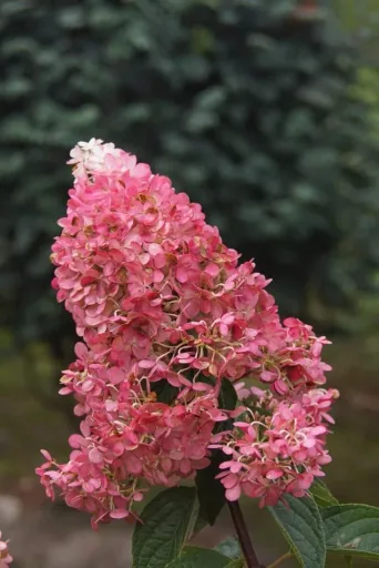 Rispenhortensie Vanille-Fraise - Hydrangea paniculata - 12 L Topf 80-100 cm