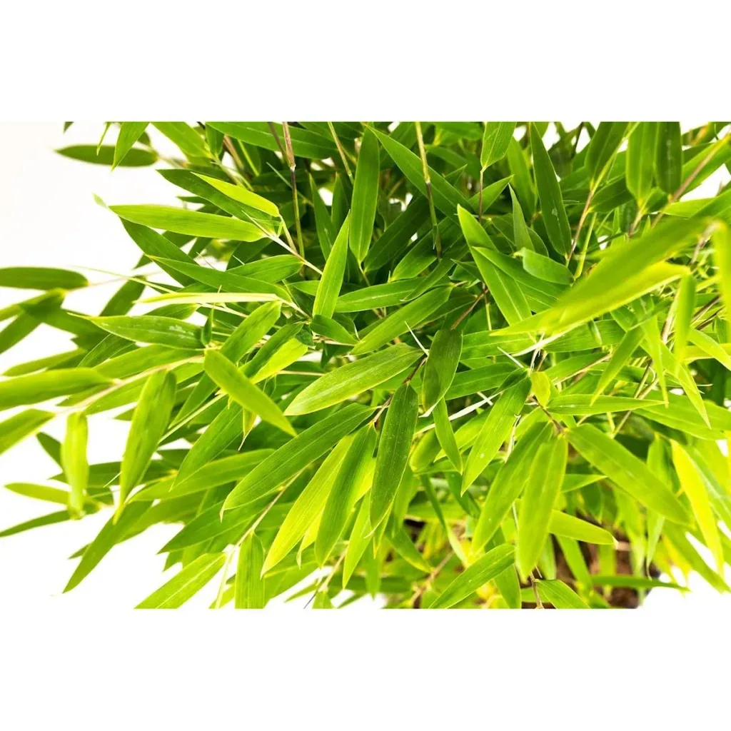 Flower-up Bamboo "Nicht verrottend" Medium - Fargesia - 40-60Cm - 1 Stück