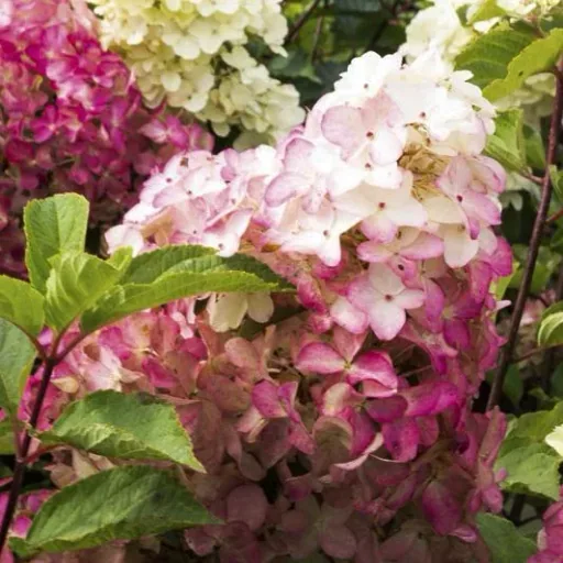 Rispenhortensie "Sundae Fraise", Hydrangea paniculata, 4,6 Liter Topf, 2er-Set
