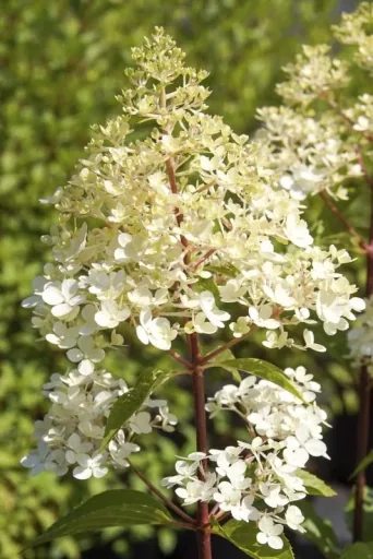 Rispenhortensie "Sundae Fraise", Hydrangea paniculata, 4,6 Liter Topf, 2er-Set